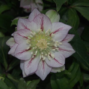 Helleborus x hybridus ' SP Maggy '