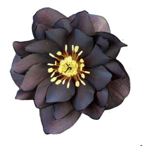Helleborus x hyb. Quintessa Midnight