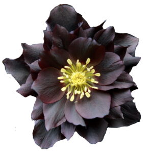 Helleborus x hyb. Quintessa Midnight – Bild 2