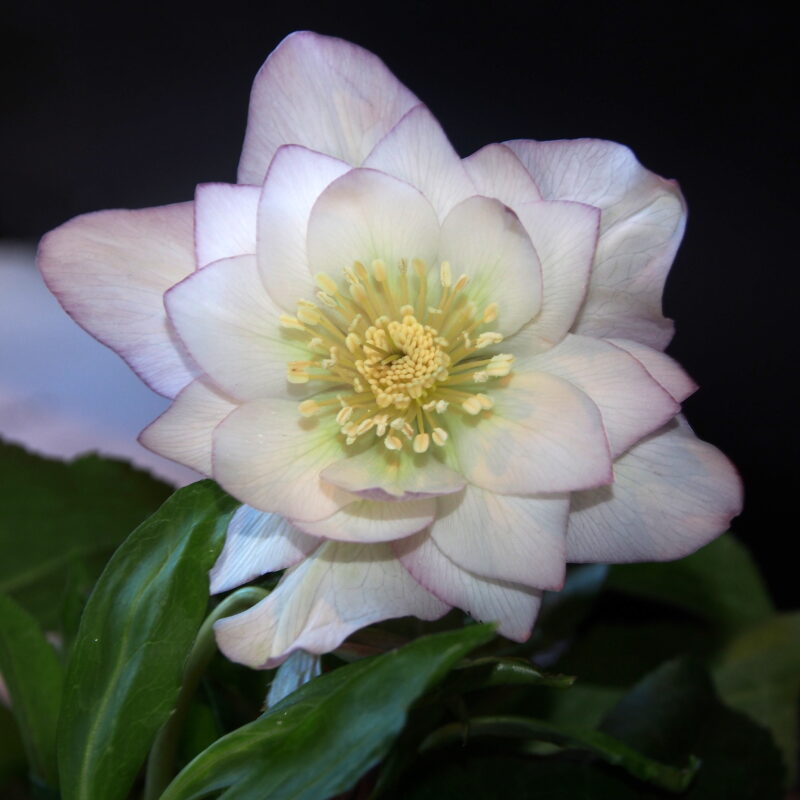 Helleborus x hyb. Quintessa Rose – Bild 3