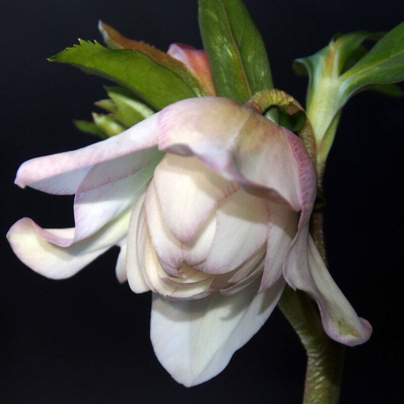 Helleborus x hyb. Quintessa Rose – Bild 5