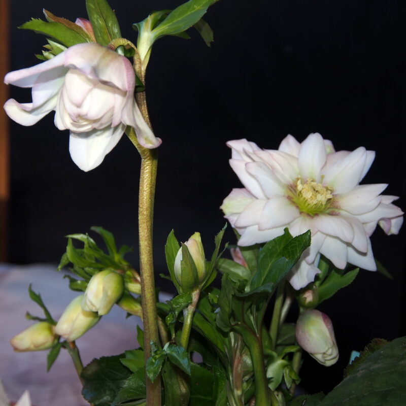 Helleborus x hyb. Quintessa Rose – Bild 6