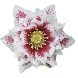 Helleborus x hyb. Quintessa Painted – Bild 3