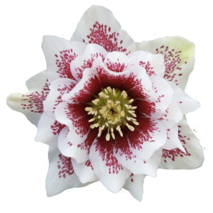 Helleborus x hyb. Quintessa Painted – Bild 4
