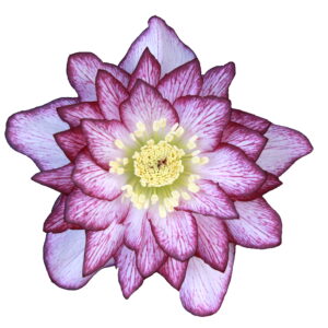 Helleborus x hyb. Quintessa Pink – Bild 3