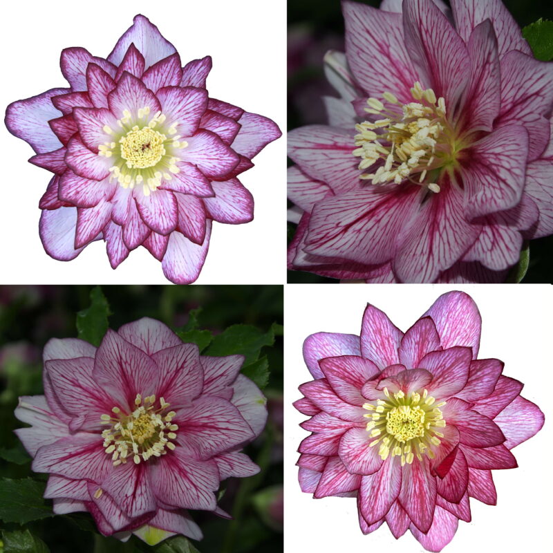 Helleborus x hyb. Quintessa Pink