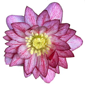 Helleborus x hyb. Quintessa Pink