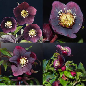 Helleborus x hyb. Quintessa Red
