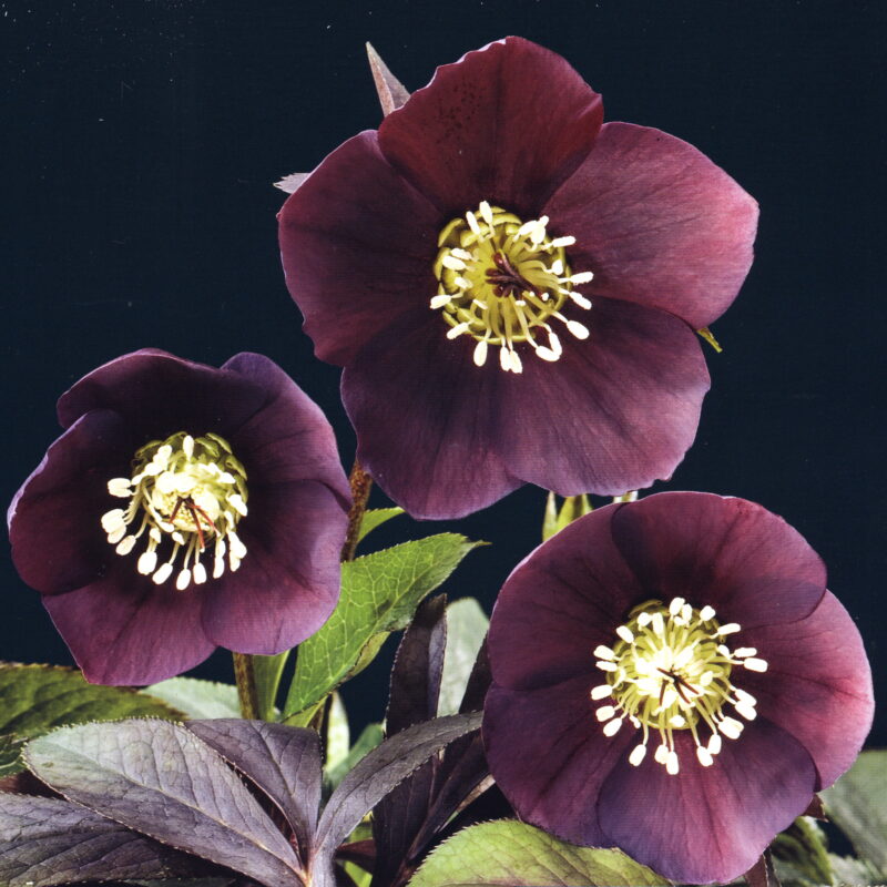 Helleborus x hyb. Quintessa Red – Bild 3