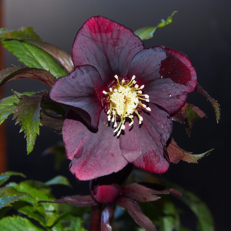 Helleborus x hyb. Quintessa Red – Bild 4