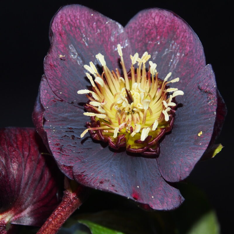 Helleborus x hyb. Quintessa Red – Bild 5