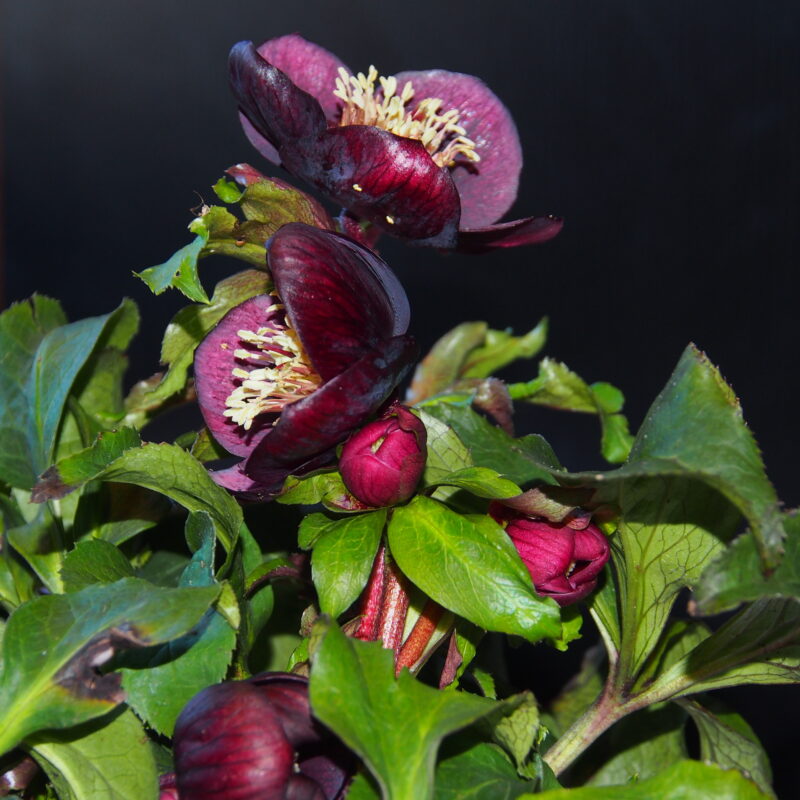 Helleborus x hyb. Quintessa Red – Bild 2