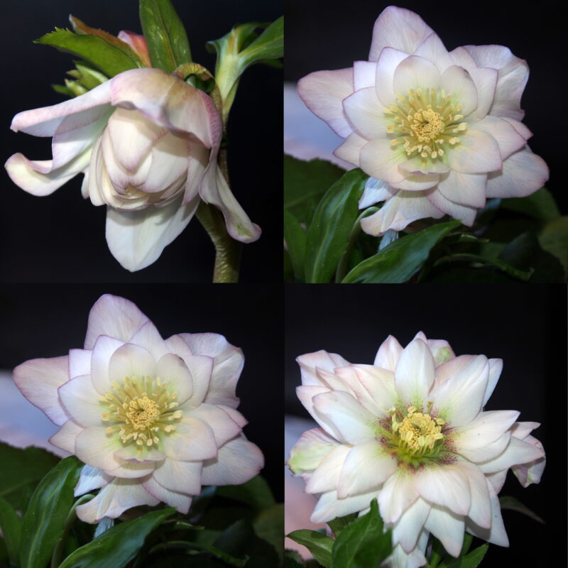 Helleborus x hyb. Quintessa Rose