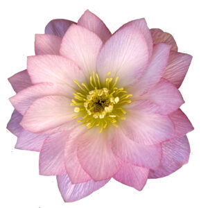 Helleborus x hyb. Quintessa Rose – Bild 2