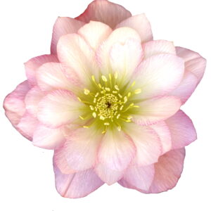 Helleborus x hyb. Quintessa Rose – Bild 7