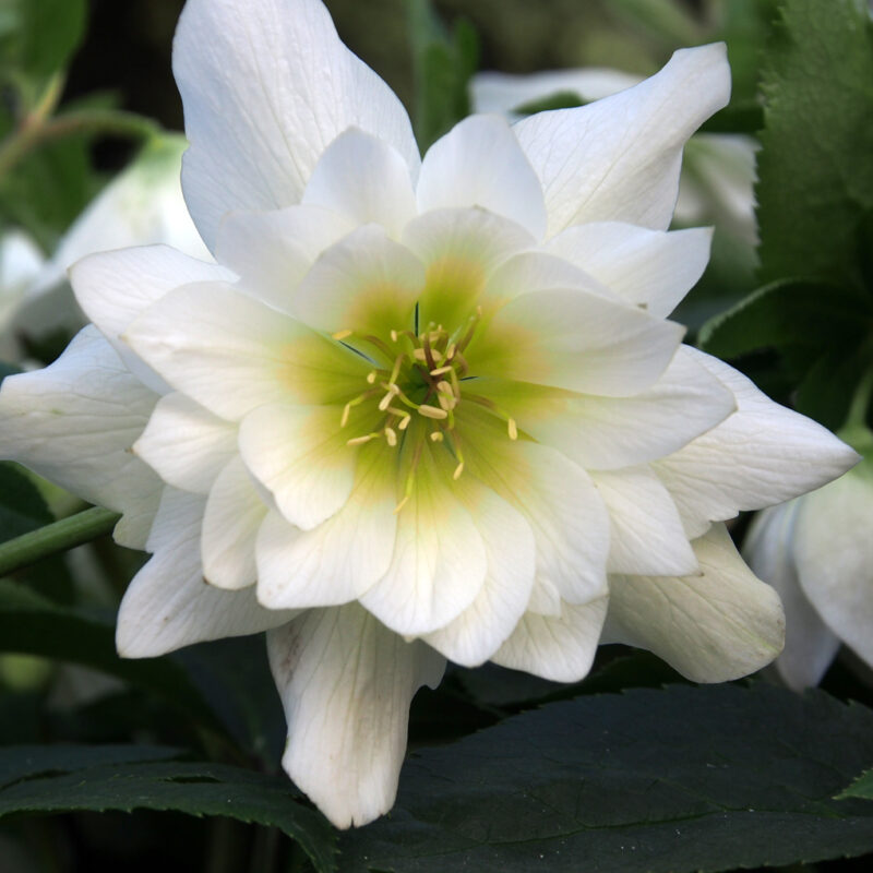 Helleborus x hyb. Quintessa Snow – Bild 5