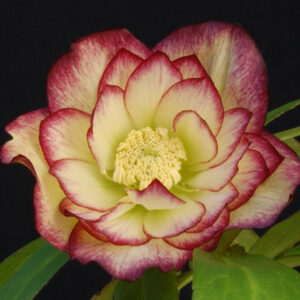 Helleborus x hyb. Quintessa Honey