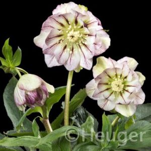 Helleborus x hybridus ' SP Maggy ' – Bild 2