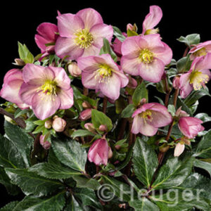 Helleborus x glandorfensis Ice N' Roses ' Pink Promise ' ® – Bild 2