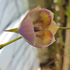 Gladiolus papilio – Bild 3