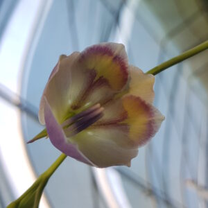 Gladiolus papilio
