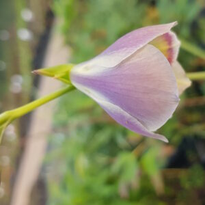 Gladiolus papilio – Bild 2