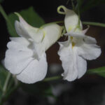 Impatiens arguta