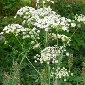 Peusedanum cervaria