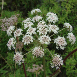 Peusedanum cervaria
