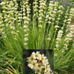 Sisyrinchium striatum