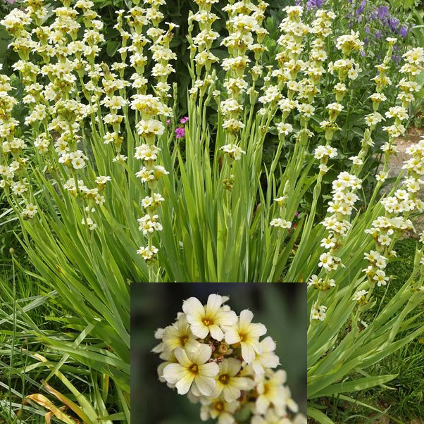 Sisyrinchium striatum