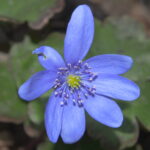 Hepatica transsilvanica Alfred Weinreich