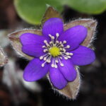 Hepatica x schlyteri Rot-Violett JP (0,5 L Tb)