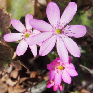 Hepatica x transs-acut Joanna JP – Bild 2