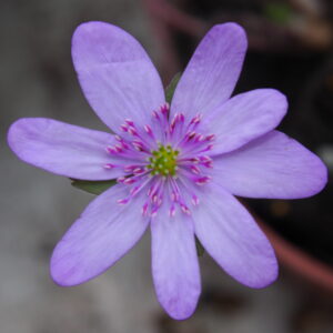 Hepatica transsilvanica Fliether Rosa – Bild 2