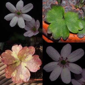 Hepatica x transs-acut Lakastre US