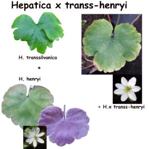 Hepatica x transs-henryi Fiorelle OB – Bild 4