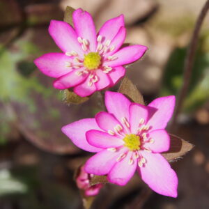 Hepatica x transs-acut Joanna JP – Bild 3