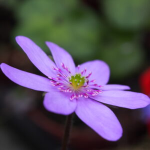 Hepatica transsilvanica Fliether Rosa – Bild 3