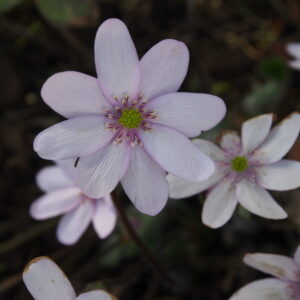 Hepatica x transs-acut Lakastre US – Bild 2