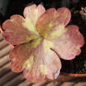 Hepatica x transs-acut Lakastre US – Bild 3