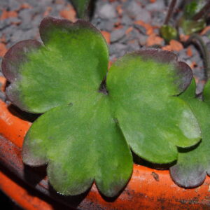 Hepatica x transs-acut Lakastre US – Bild 4