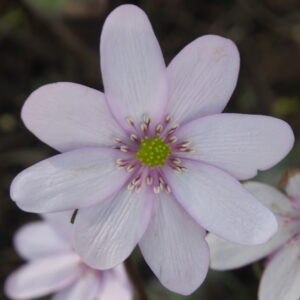 Hepatica x transs-acut Lakastre US – Bild 5