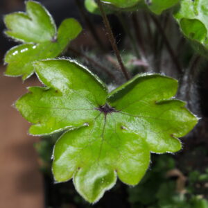 Hepatica x transs-acut Joanna JP – Bild 4