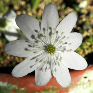 Hepatica transsilvanica Arktica JP – Bild 2