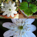 Hepatica transsilvanica Arktica JP