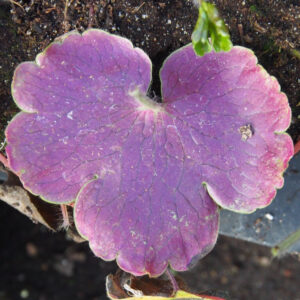 Hepatica x transs-henryi Fiorelle OB – Bild 2