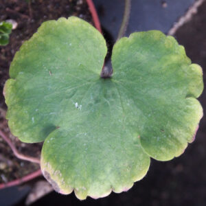 Hepatica x transs-henryi Fiorelle OB – Bild 3