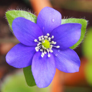 Hepatica x schlyteri Blaue Auslese JP (0,5 L Tb)