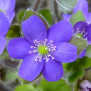 Hepatica x schlyteri Blaue Auslese JP (0,5 L Tb)